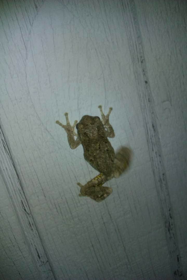 Camper-submitted photo at Charge Pond Campground — Myles Standish State Forest near Rockland, MA