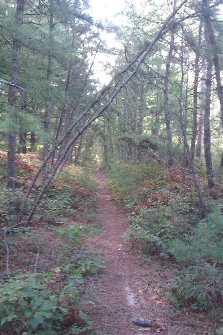 Camper-submitted photo at Charge Pond Campground — Myles Standish State Forest near Rockland, MA