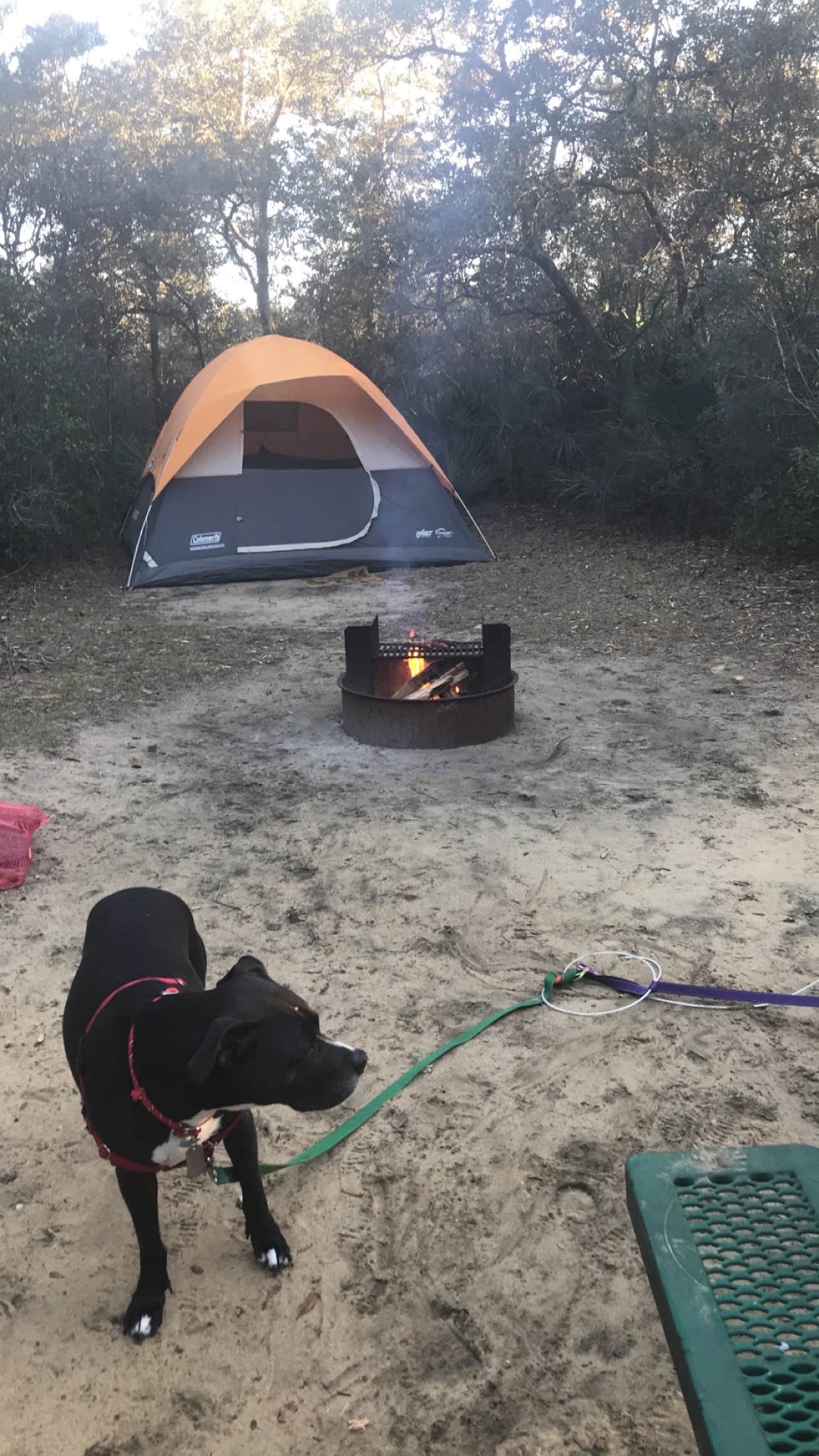 Angela M.'s photo of camping with pets at Juniper Springs Rec Area - Tropical Camp Area near Ocala National Forest
