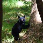 Review photo of Cades Cove Campground by Matthew , February 11, 2020