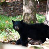 Review photo of Cades Cove Campground by Matthew , February 11, 2020