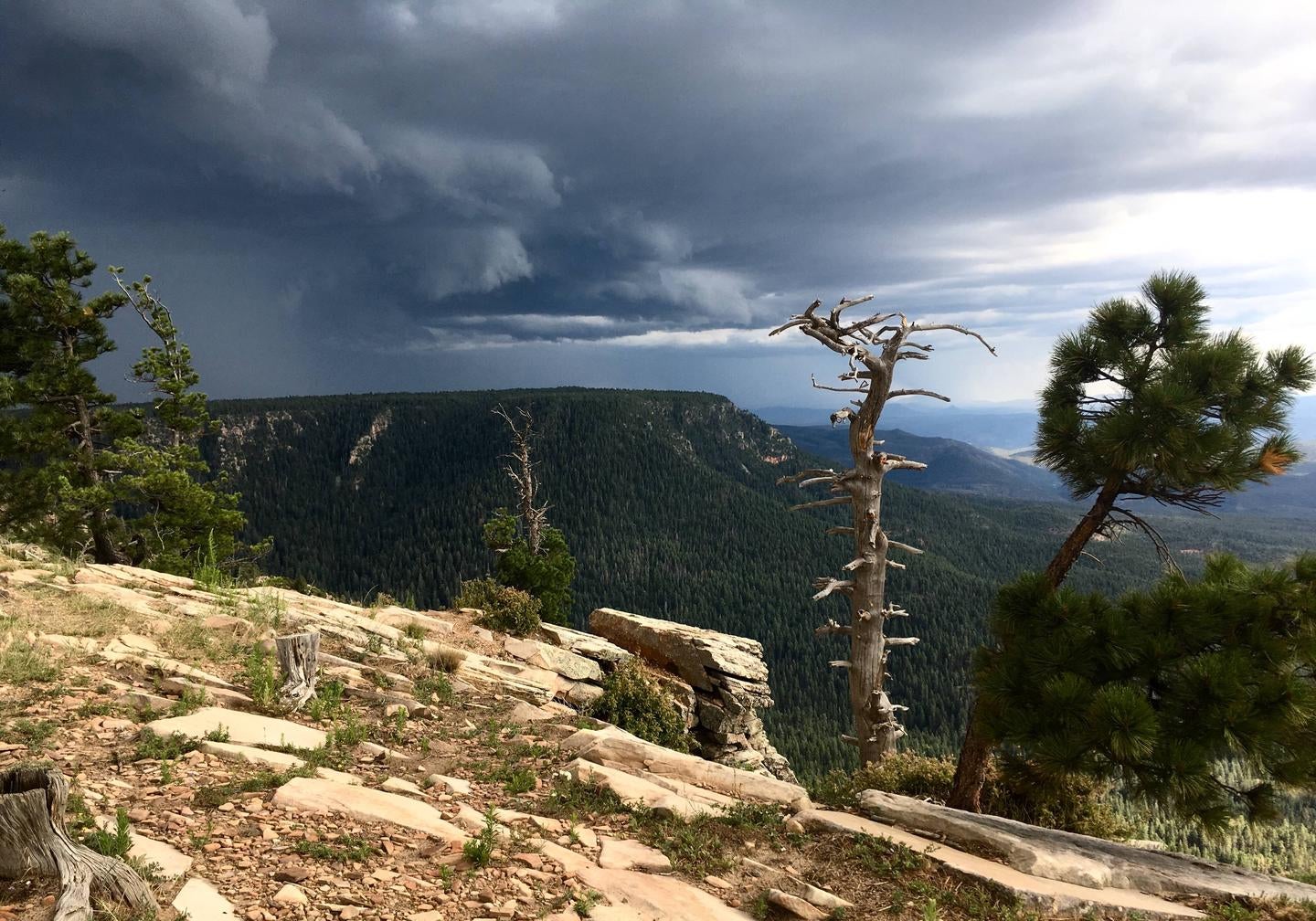 Monsoon on the Mogollon Rim



Monsoon approaching the Rim Lakes Recreation Area

Credit: Dena Forrer, USFS Timber Management