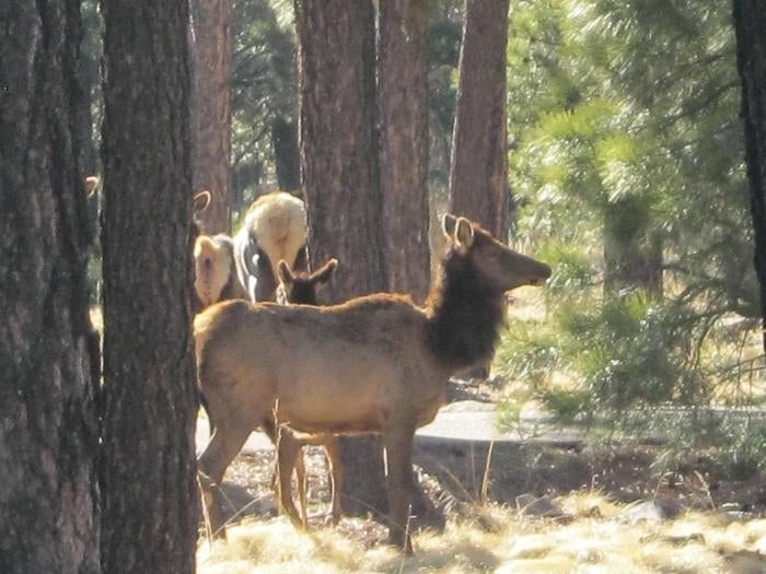 Elk in SPILLWAY Campground (AZ)



Elk grazing at Woods Canyon Lake

Credit: USFS Photo
