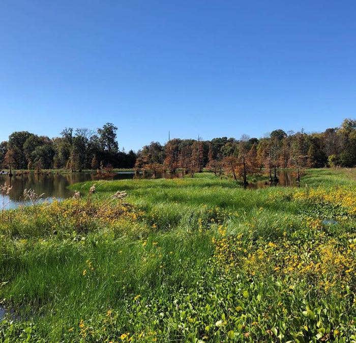 Escape to Nature's Embrace: Mississippi Dewayne Hayes Campground