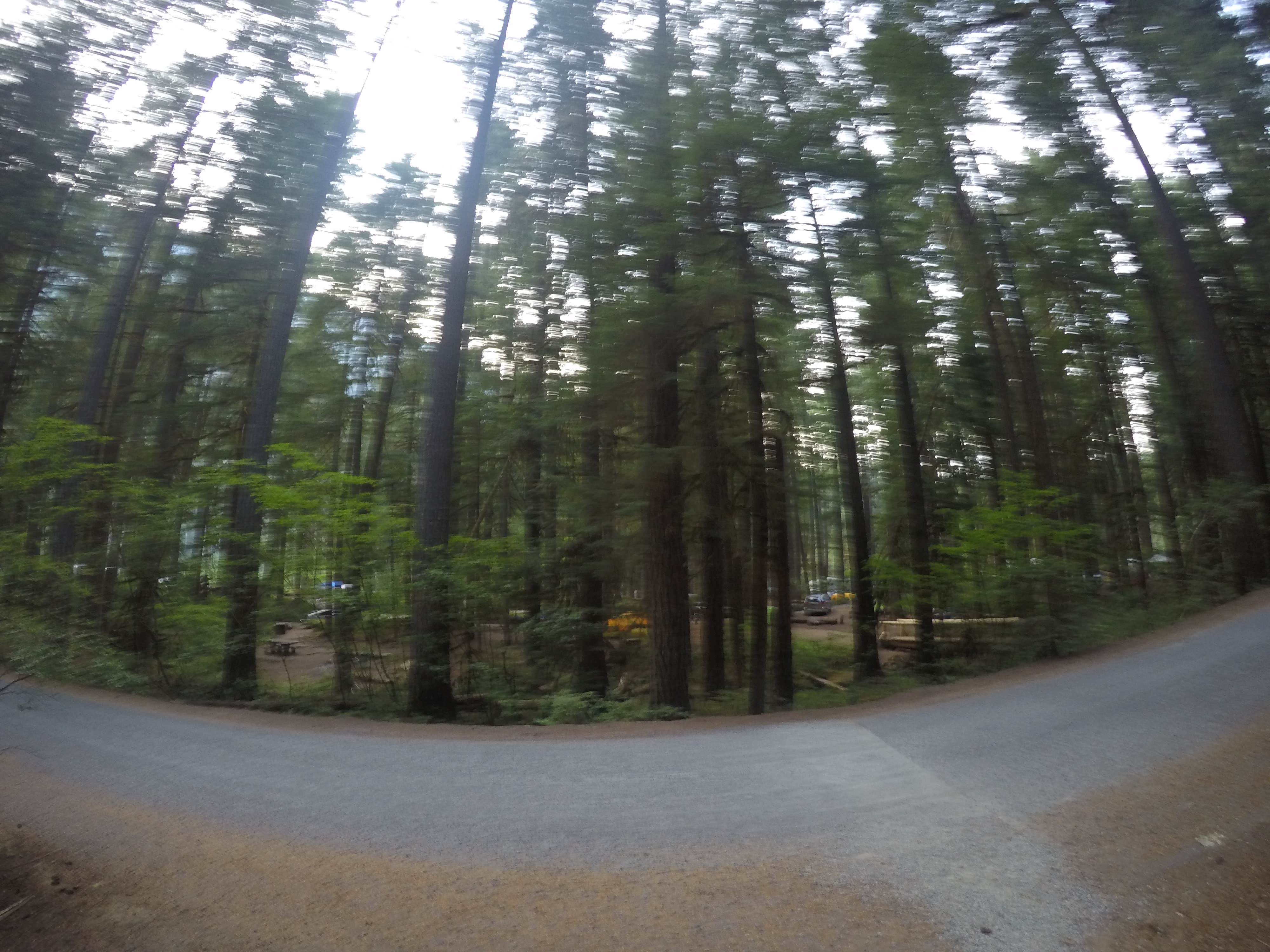 Camper submitted image from Ohanapecosh Campground — Mount Rainier National Park - 3
