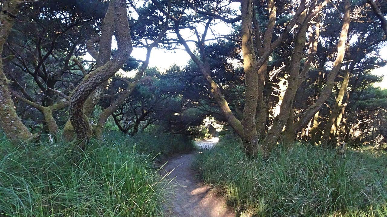 Camper submitted image from Twin Harbors State Park Campground - 1