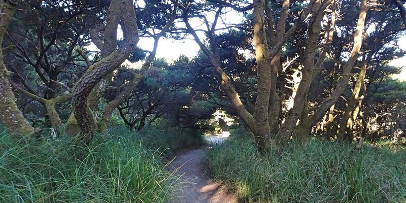 Camper submitted image from Twin Harbors State Park Campground