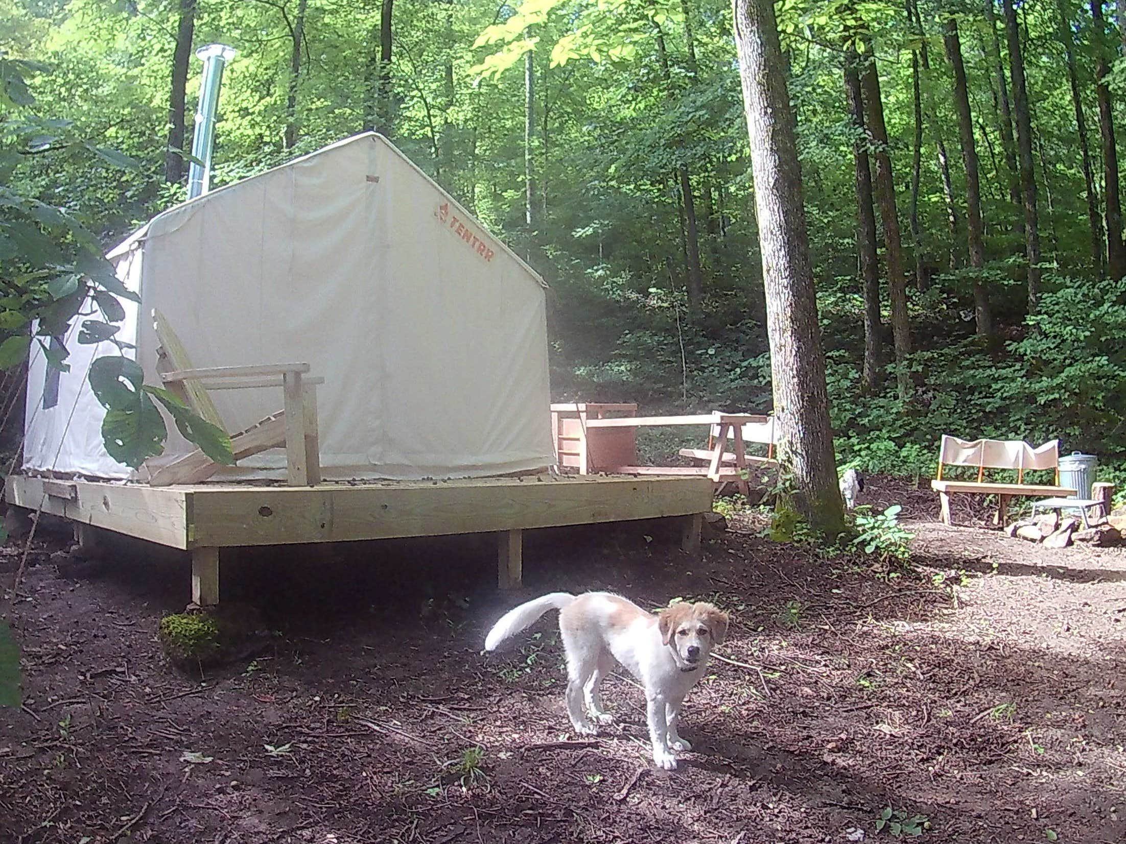 The Dyrt's photo of camping with pets at Hidden Hilltop Hideaway near Somerset, KY