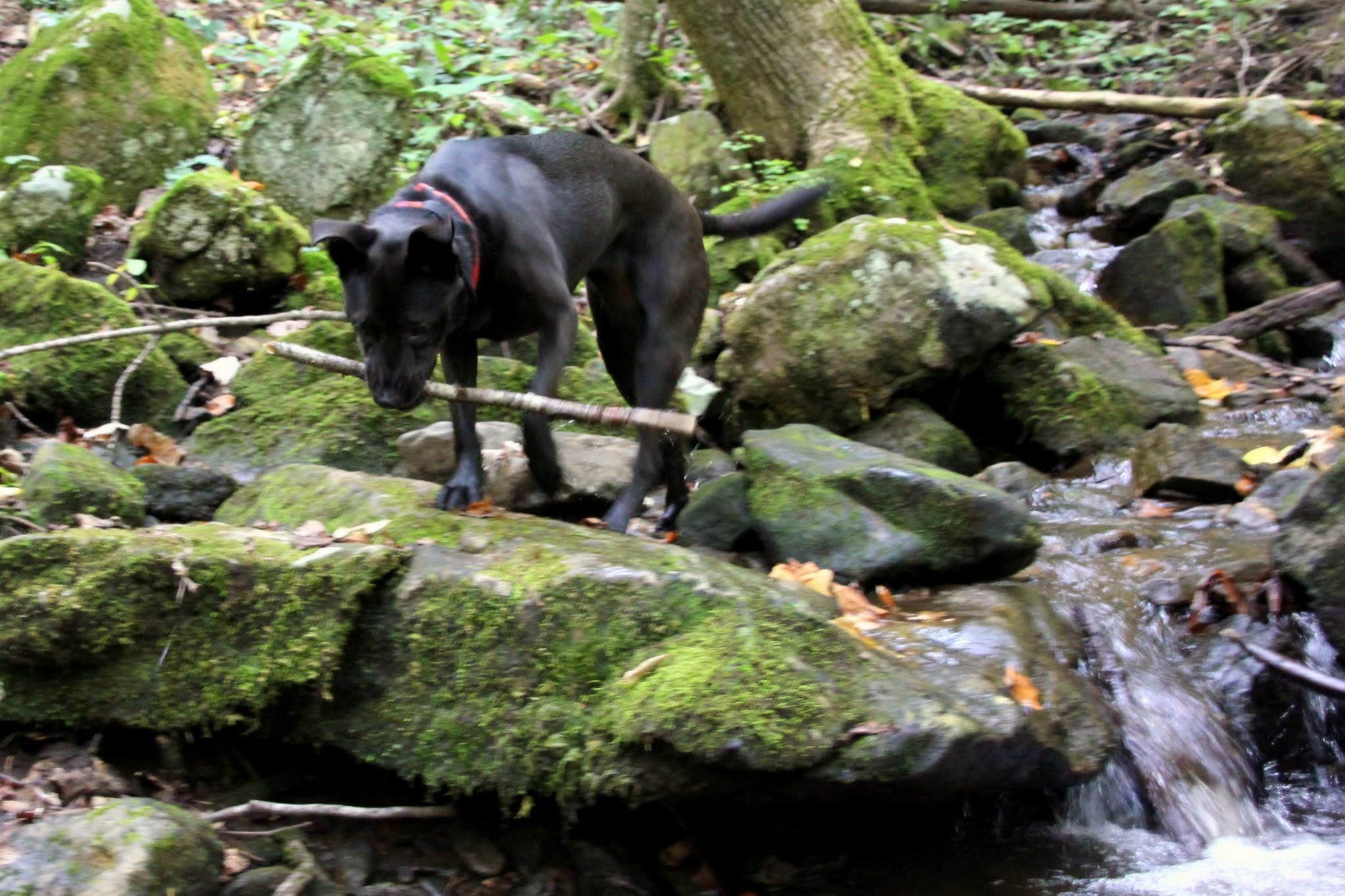 Camper submitted image from Vogel State Park Campground - 2