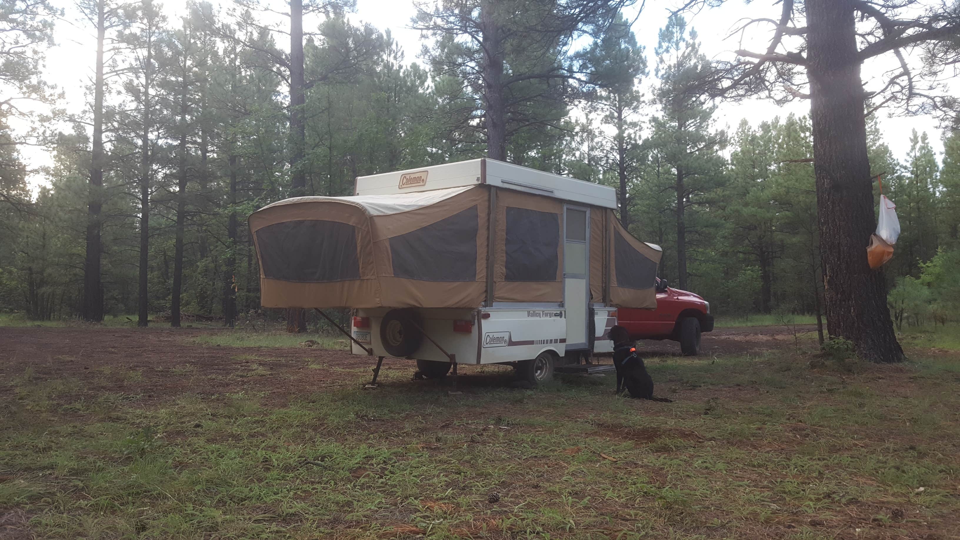 Krista Z.'s photo of tent camping at Brown Creek Campground near Alpine, AZ