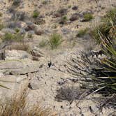 Review photo of Interior Primitive Sites — Big Bend Ranch State Park by Stephanie E., June 30, 2016