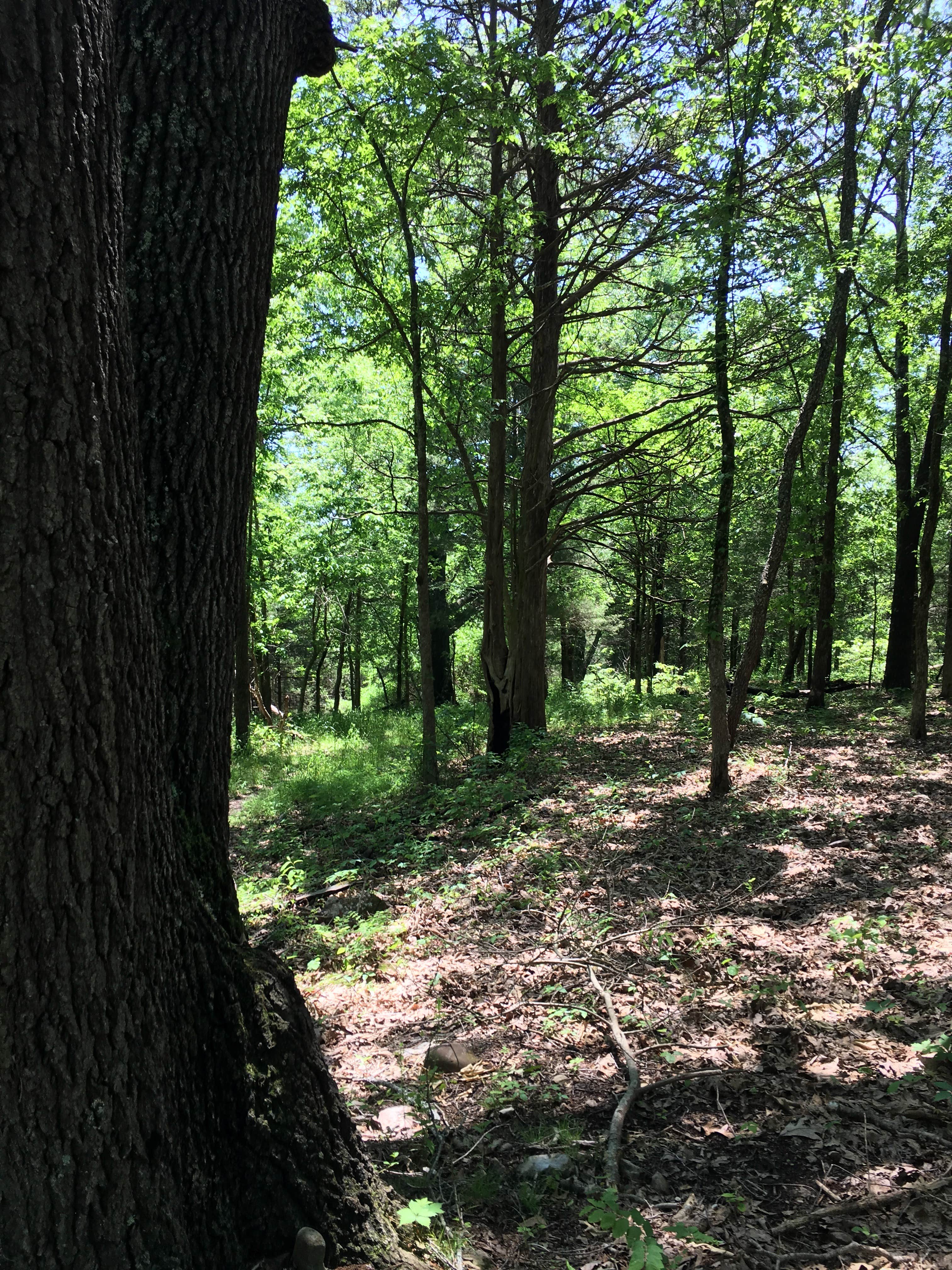 Camper submitted image from Adair Cemetery Primitive Campsite — Buffalo National River - 1