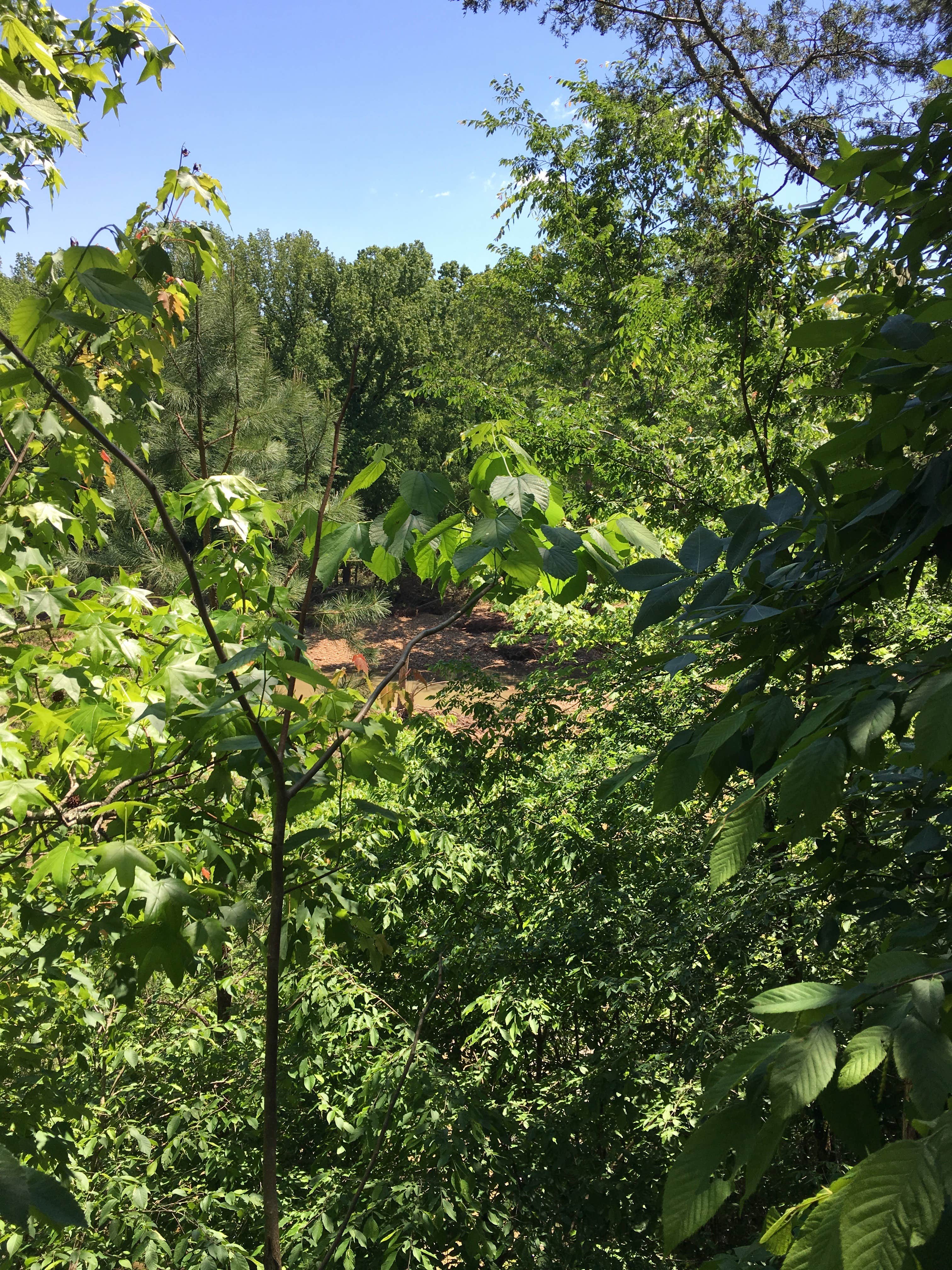 Camper submitted image from Cedar Glade Primitive Camping — Buffalo National River - 2
