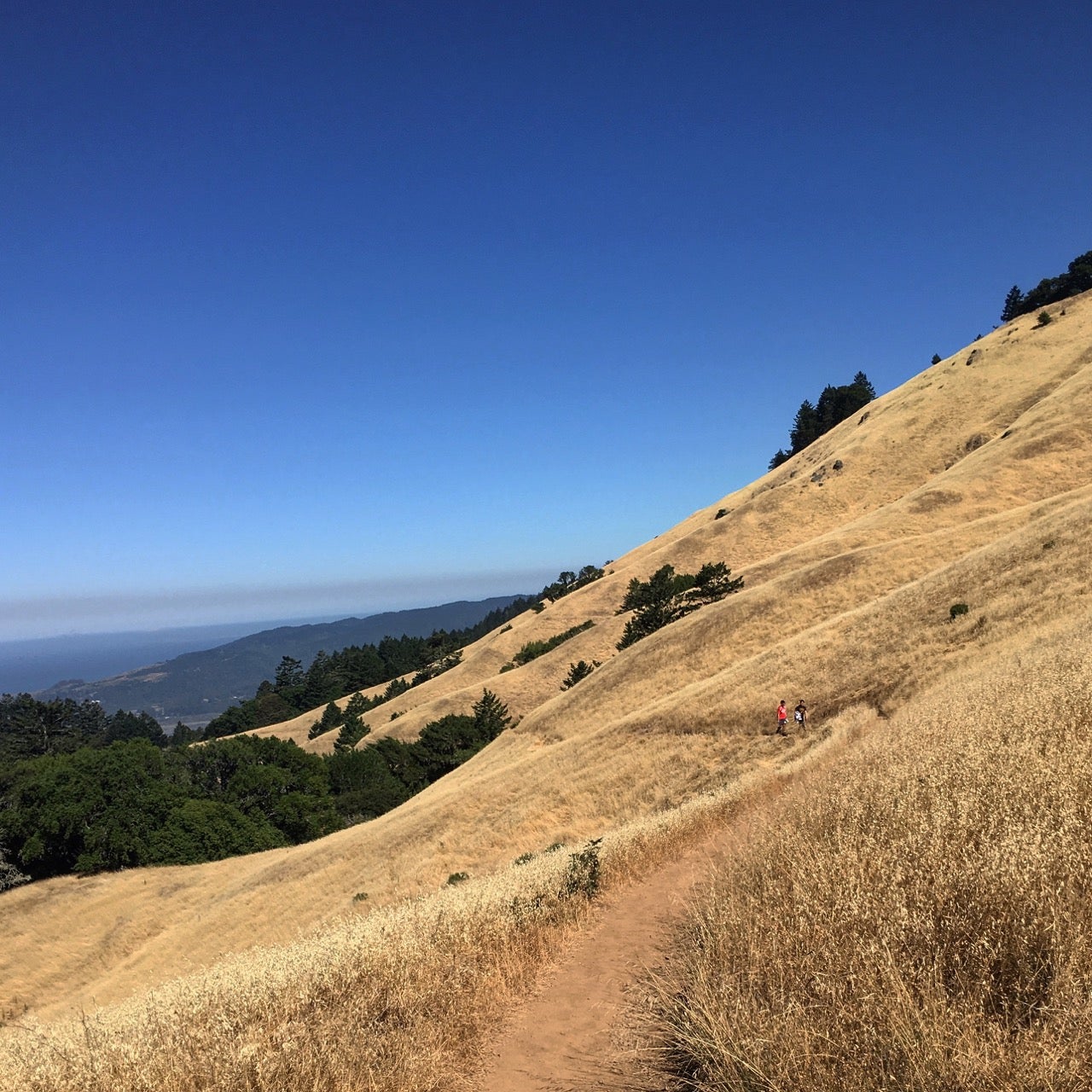 Camper submitted image from Pantoll Campground — Mount Tamalpais State Park - 2