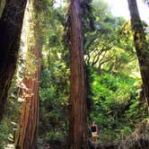 Review photo of Pantoll Campground — Mount Tamalpais State Park by Asher K., September 1, 2017