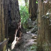 Review photo of Pantoll Campground — Mount Tamalpais State Park by Asher K., September 1, 2017