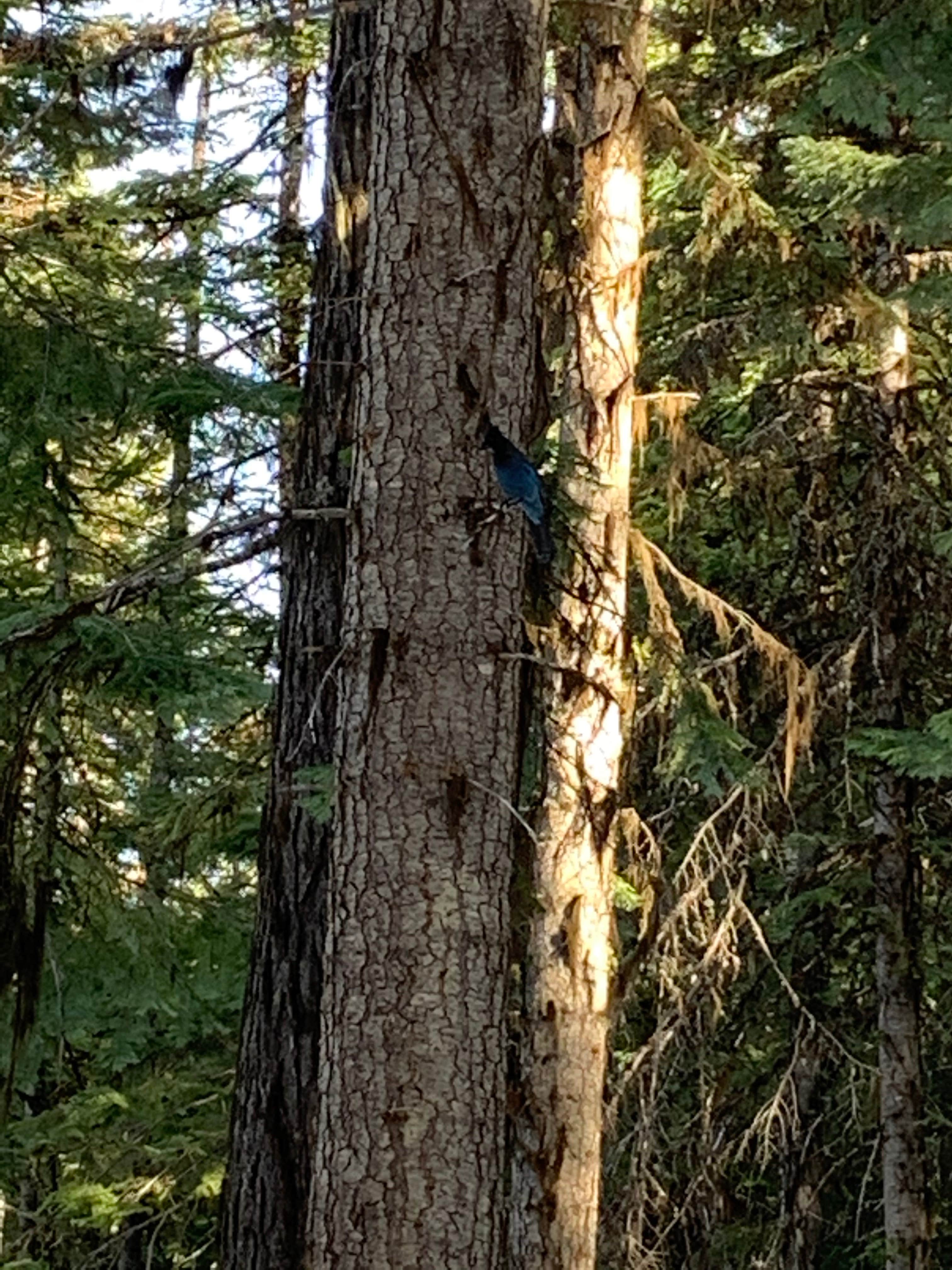 Camper submitted image from Big Springs Campground - 2