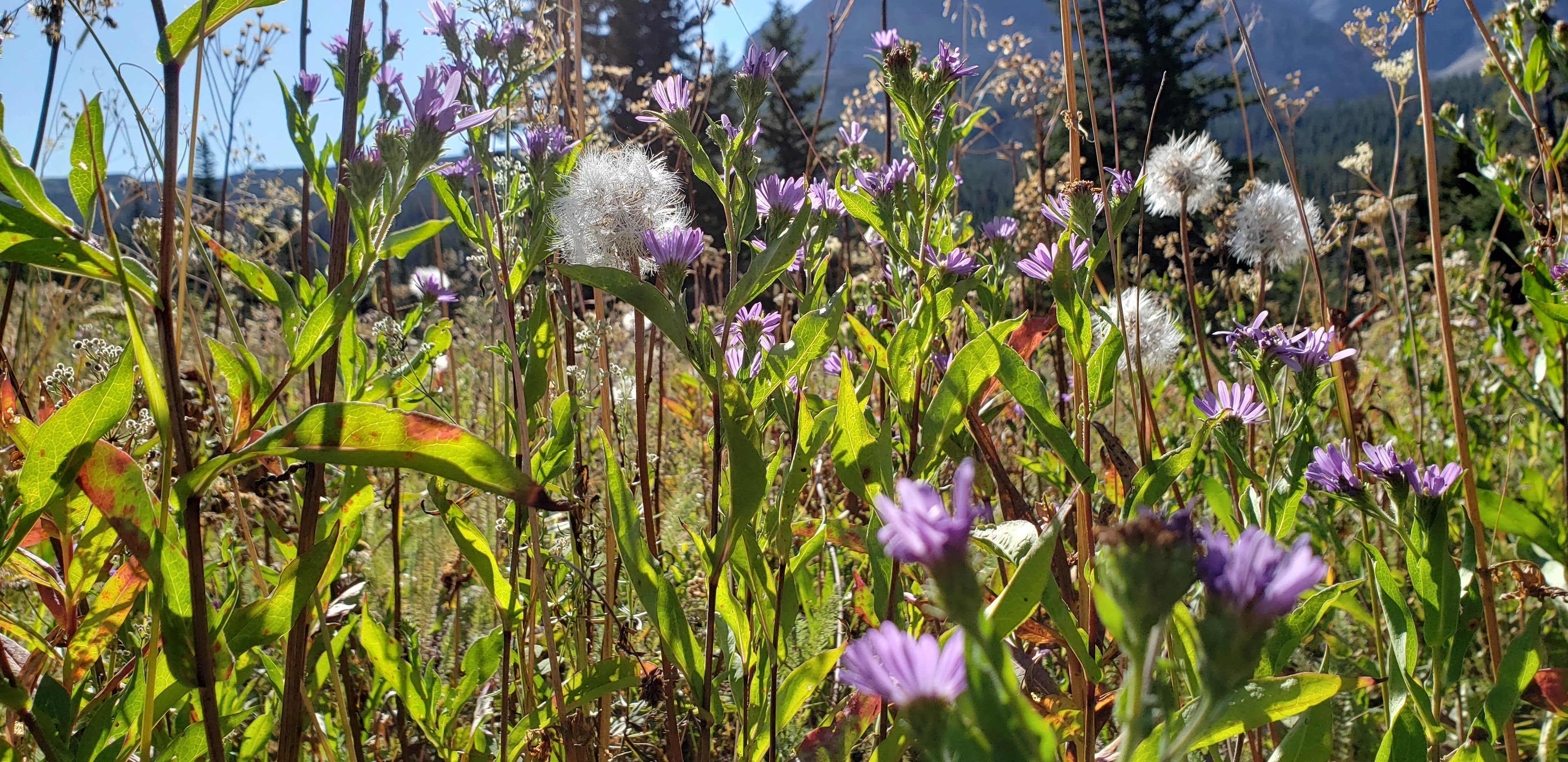 Camper submitted image from Cut Bank Campground — Glacier National Park - 2