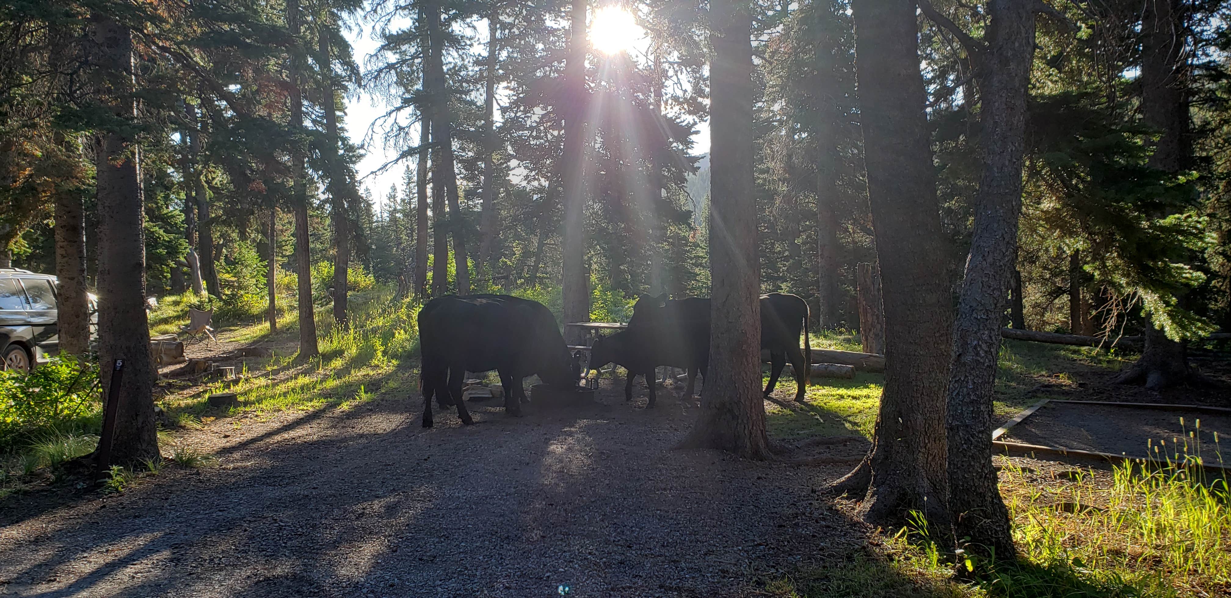 Camper submitted image from Cut Bank Campground — Glacier National Park - 5