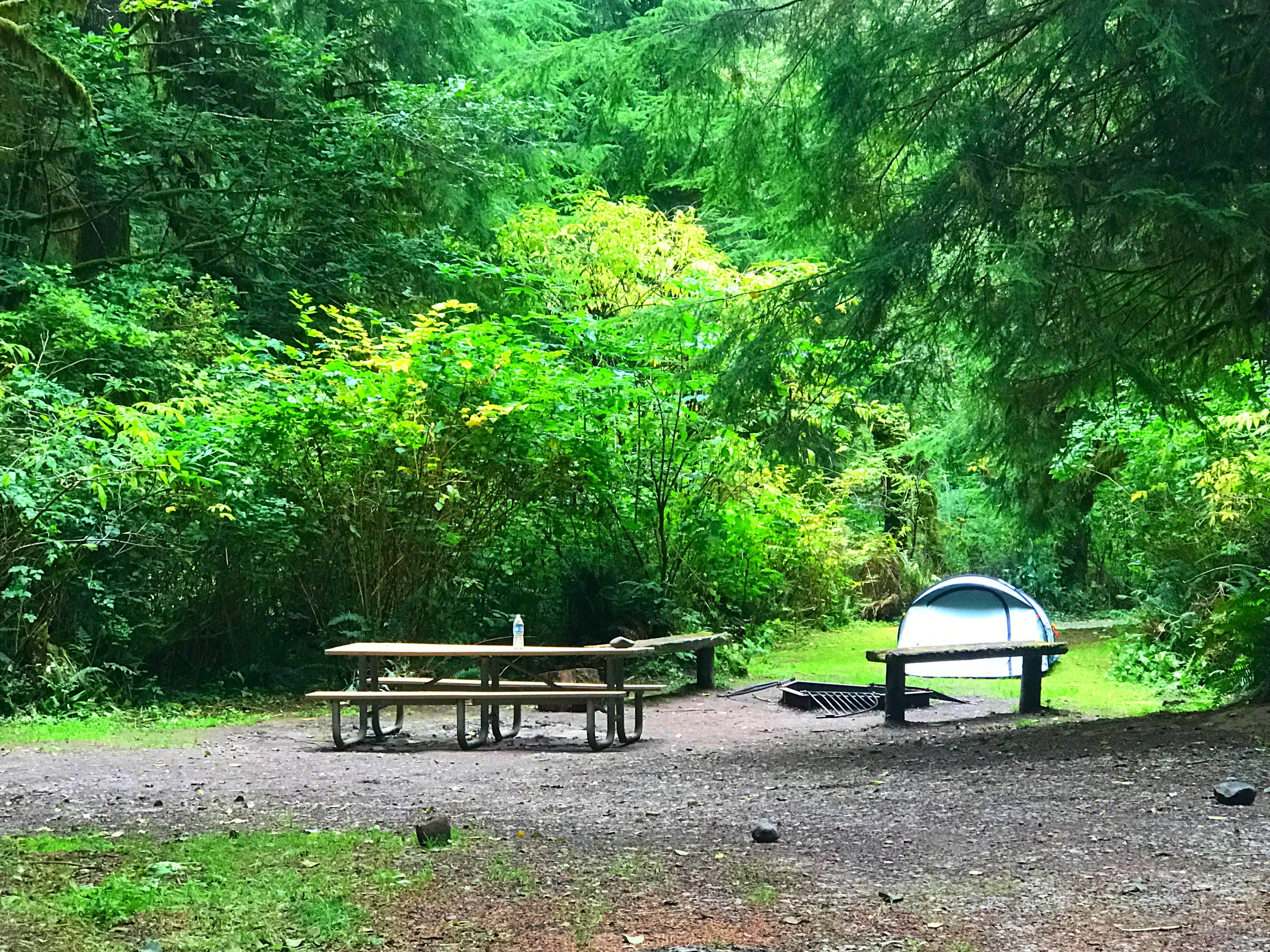Camper submitted image from Hoh Oxbow Campground - 3