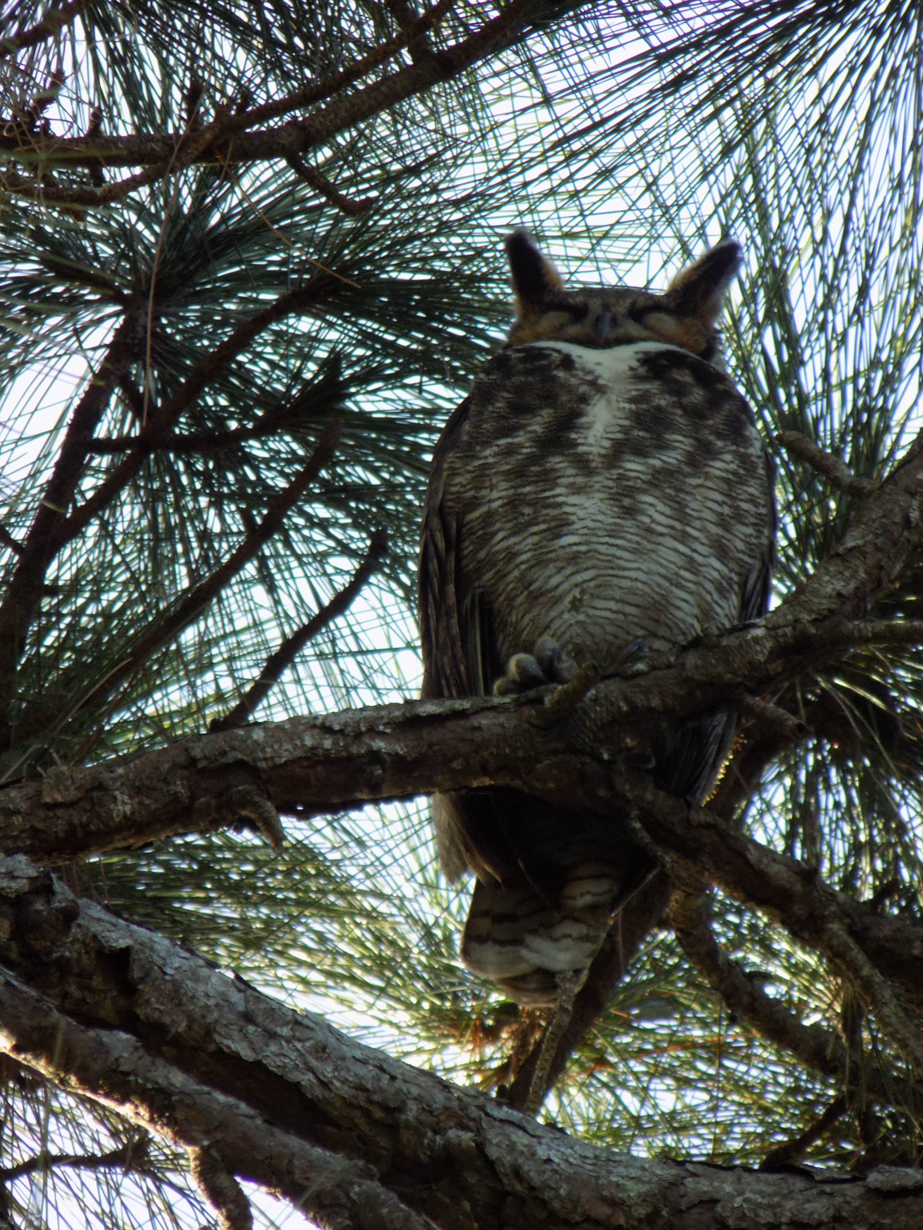 Steve B.'s photo of camping with pets at Savannas Recreational Park near Jensen Beach, FL