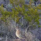 Review photo of Three Rivers Petroglyph Site by Hayley K., March 24, 2019