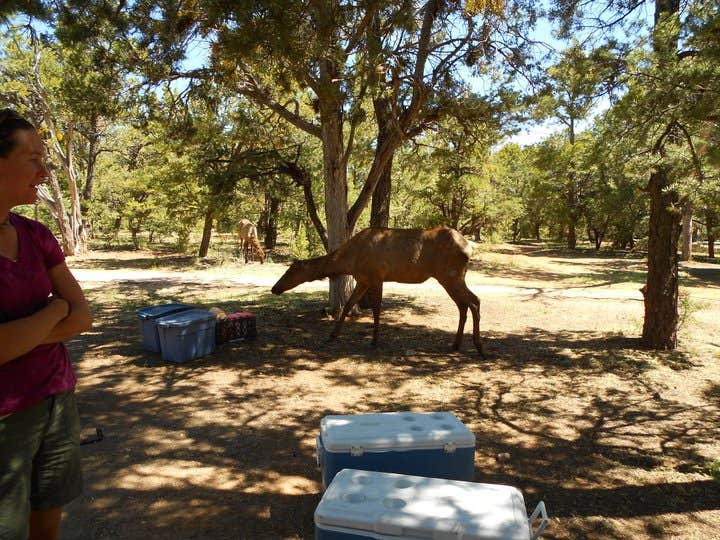 Hayley K.'s photo of camping with a horse at Mather Campground — Grand Canyon National Park near Tuba City, AZ