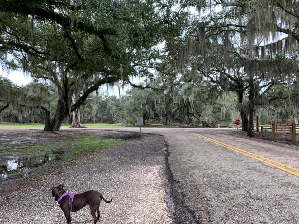 Ray & Terri F.'s photo of camping with pets at Fontainebleau State Park Campground near Maurepas, LA