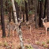 Review photo of Fontainebleau State Park Campground by Ray & Terri F., February 15, 2020