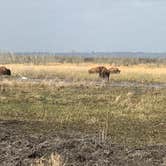 Review photo of Paynes Prairie Preserve State Park Campground by Angela M., February 15, 2020