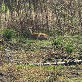 Review photo of Paynes Prairie Preserve State Park Campground by Angela M., February 15, 2020