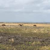 Review photo of Paynes Prairie Preserve State Park Campground by Angela M., February 15, 2020