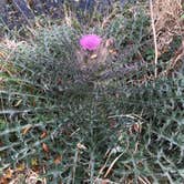 Review photo of Paynes Prairie Preserve State Park Campground by Angela M., February 15, 2020