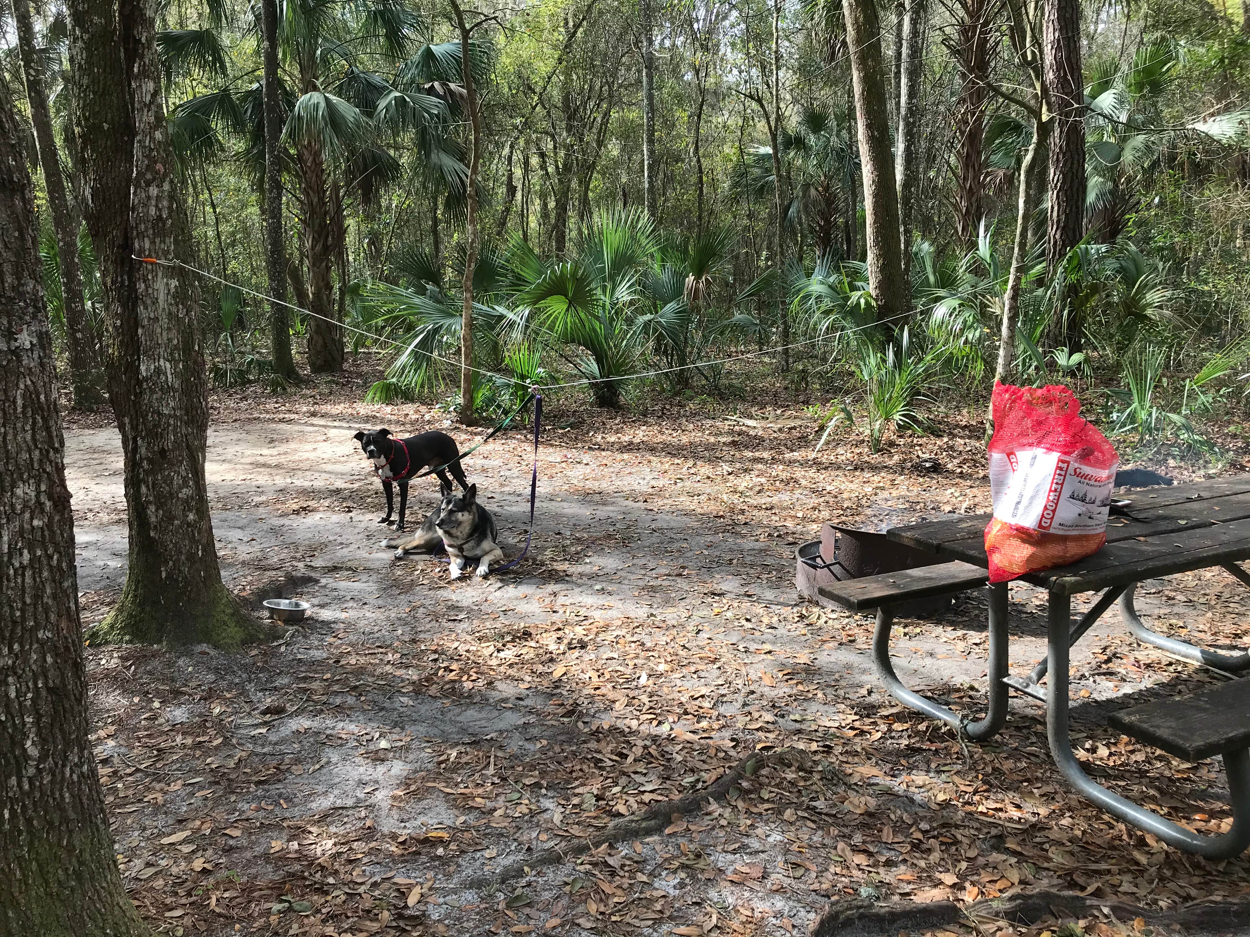 Angela M.'s photo of camping with pets at Paynes Prairie Preserve State Park Campground near Williston, FL