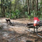 Review photo of Paynes Prairie Preserve State Park Campground by Angela M., February 15, 2020