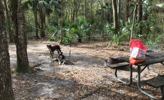Angela M.'s photo of camping with pets at Paynes Prairie Preserve State Park Campground near Micanopy, FL