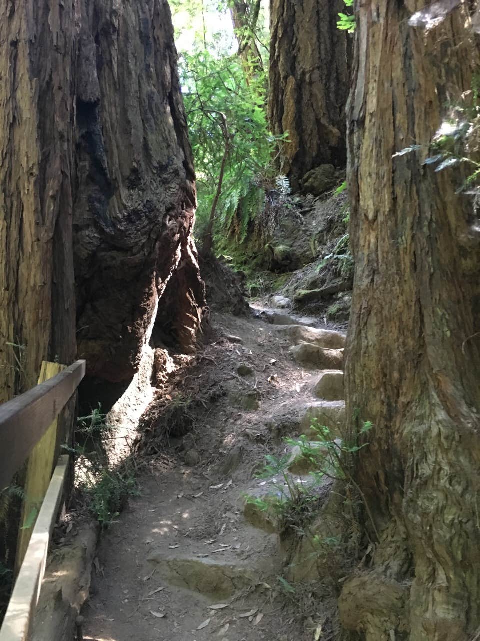 Camper-submitted photo at Pantoll Campground — Mount Tamalpais State Park near Larkspur, CA