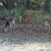 Review photo of Manatee Springs State Park Campground by Jess S., February 16, 2020