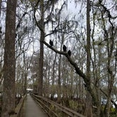 Review photo of Manatee Springs State Park Campground by Jess  S., February 16, 2020
