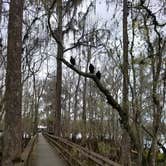 Review photo of Manatee Springs State Park Campground by Jess S., February 16, 2020