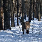 Review photo of Wild River State Park Campground by Joanna B., February 16, 2020