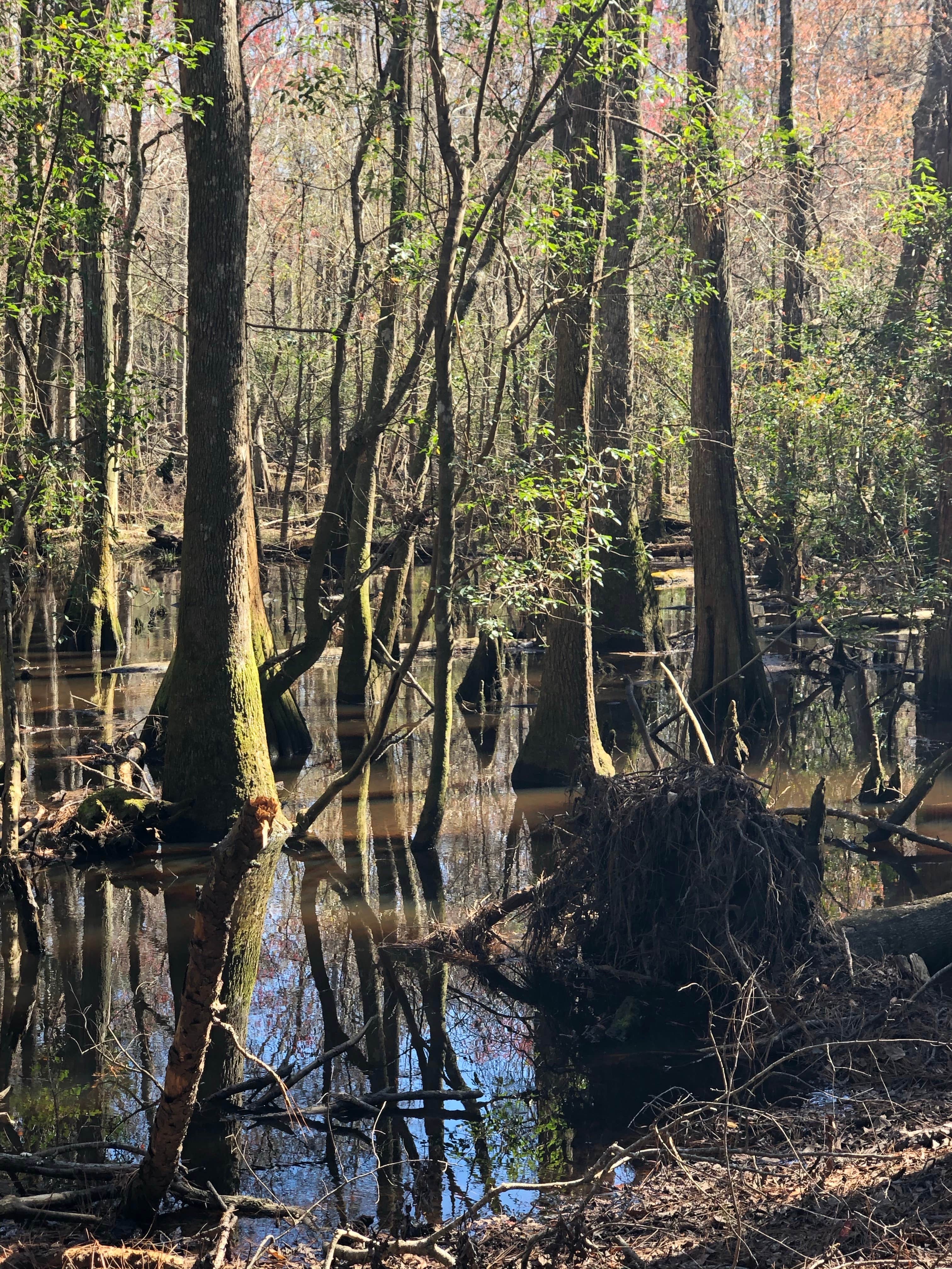 Camper-submitted photo at General Coffee State Park Campground near Adel, GA