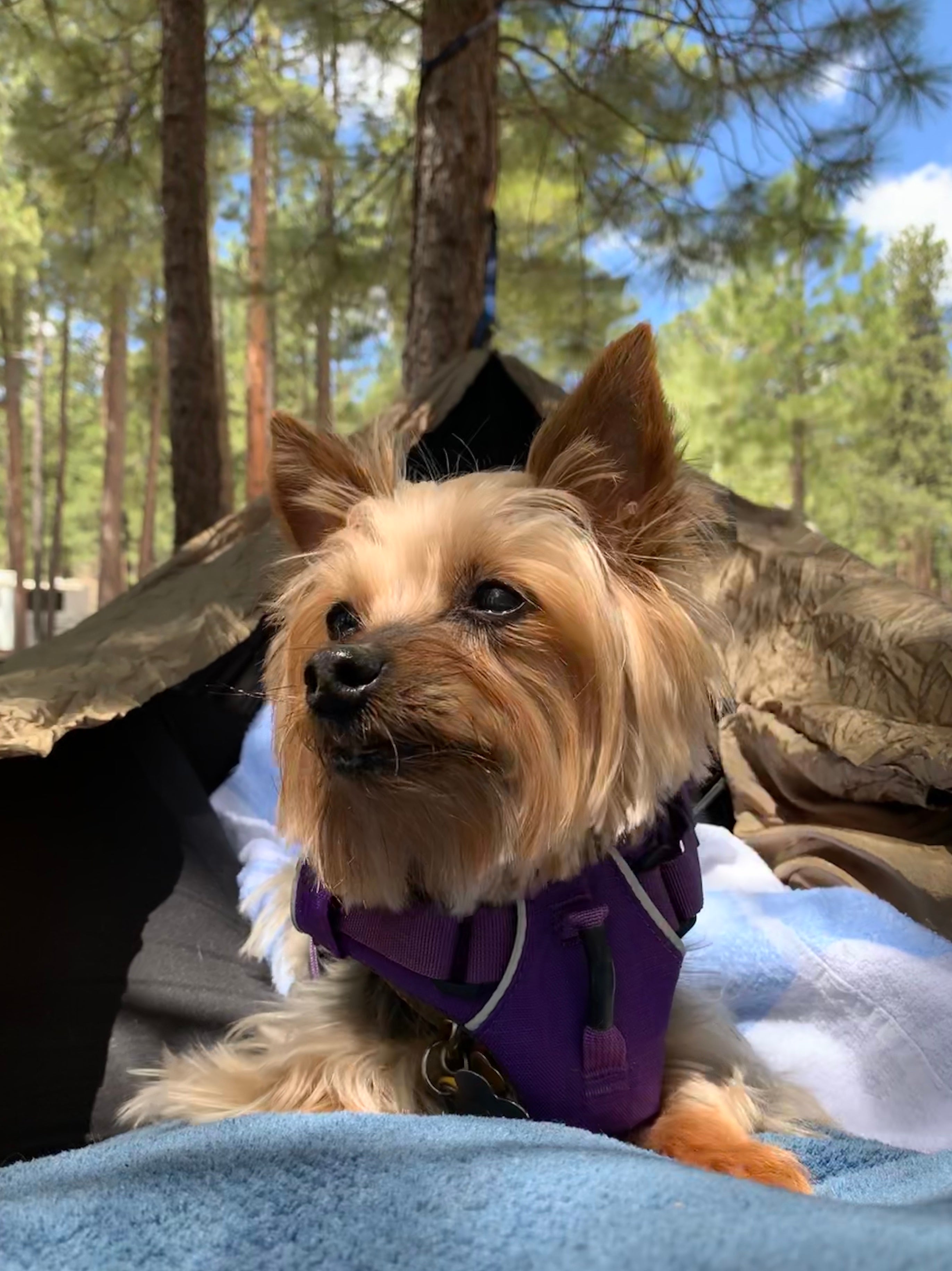 Camping pup, just relaxing in the hammock