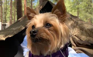 Beth G.'s photo of camping with pets at Kaibab Camper Village in Arizona