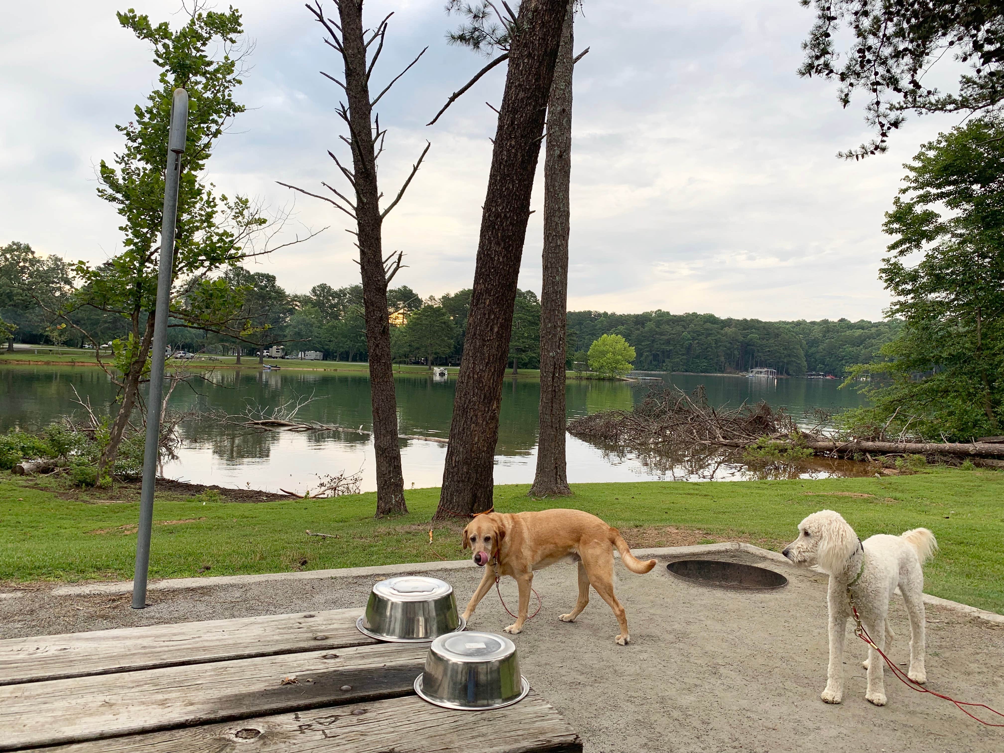 Mike K.'s photo of camping with pets at Bald Ridge Creek near Suwanee, GA