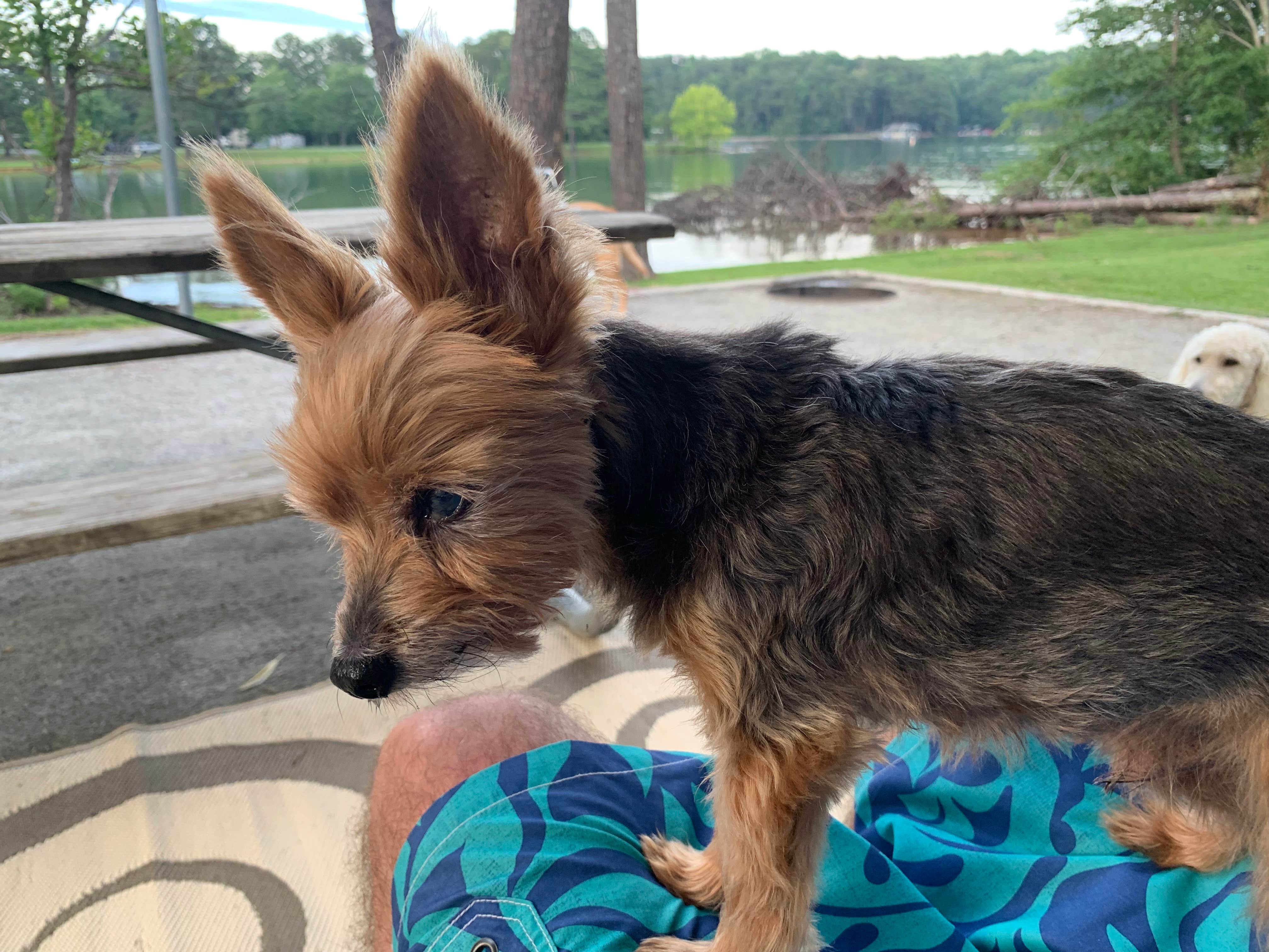 Mike K.'s photo of camping with pets at Bald Ridge Creek near Lawrenceville, GA