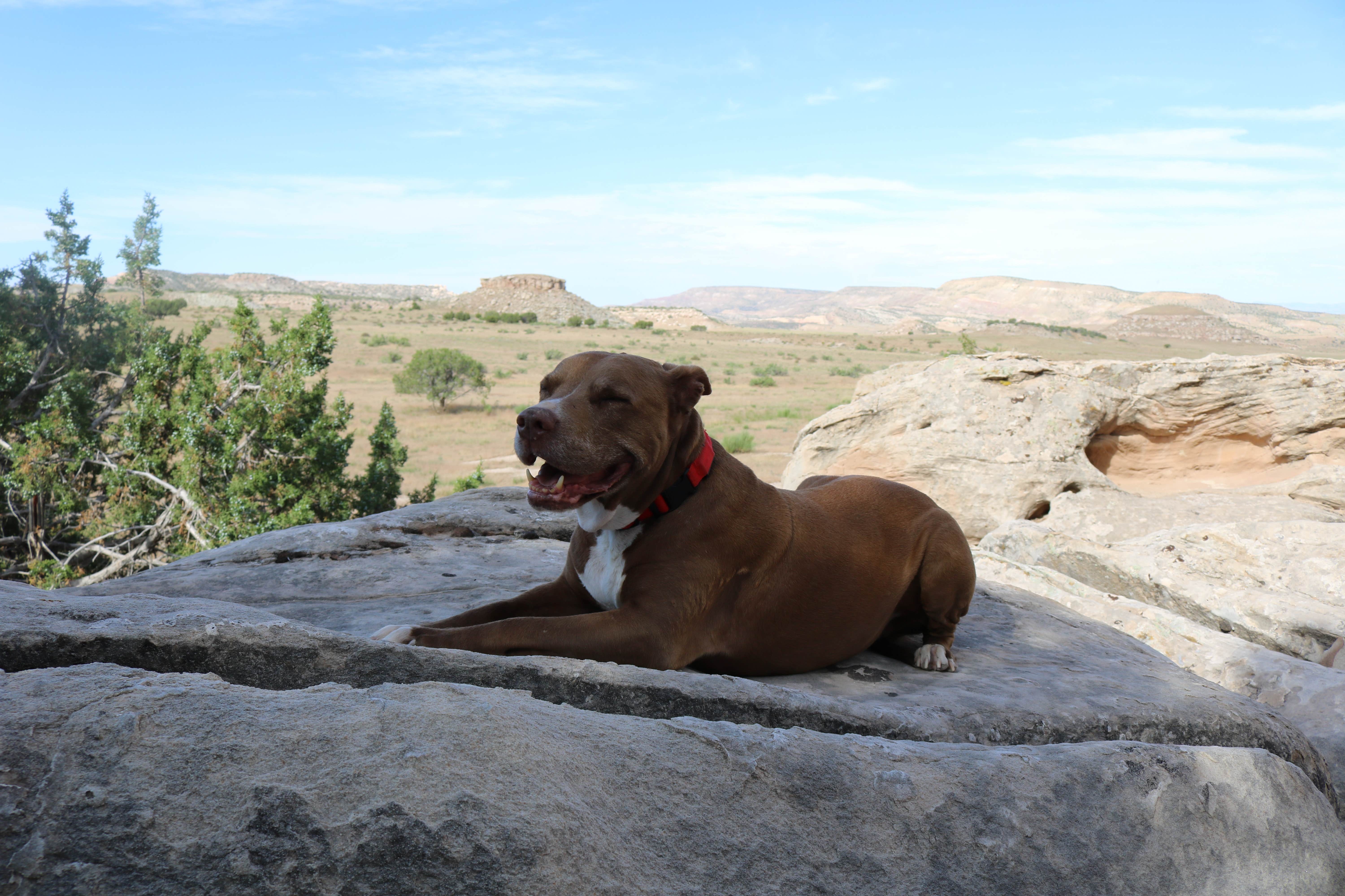 Alyssa B.'s photo of camping with pets at Rabbit Valley — Mc Innis Canyons National Conservation Area near Fruita, CO