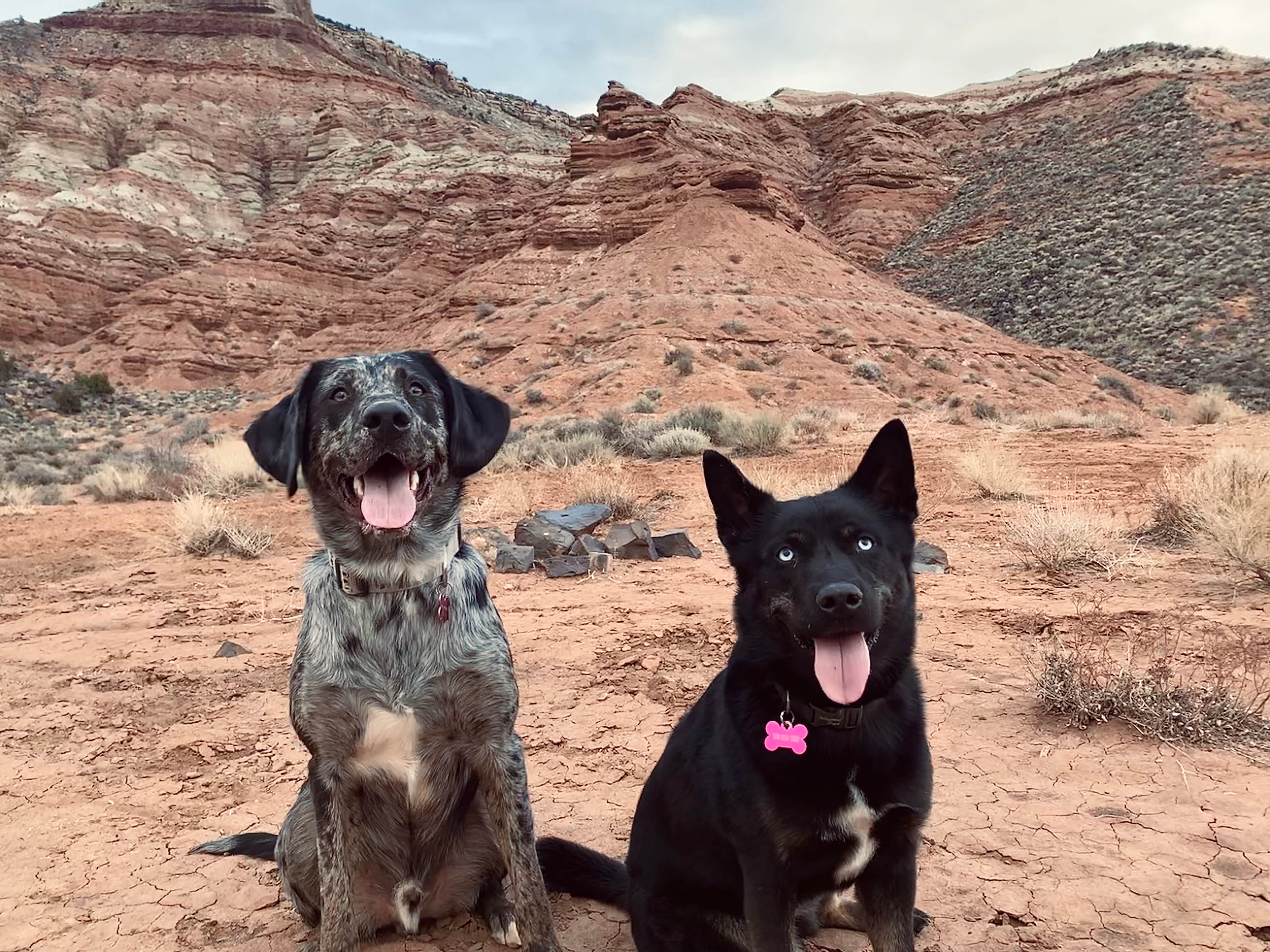 Isabella M.'s photo of camping with pets at Zion River Resort near Washington, UT