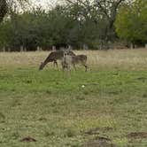 Review photo of Lake Corpus Christi State Park Campground by Loni P., February 18, 2020