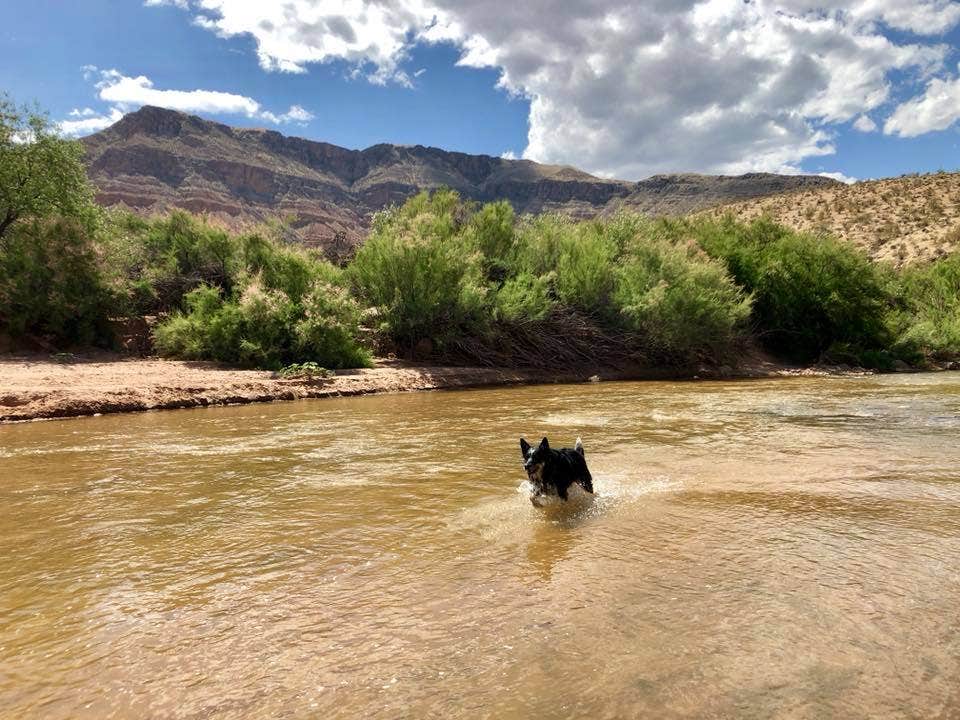 Hayley K.'s photo of camping with pets at Virgin River Gorge Recreation Area Campground (BLM) near Mesquite, NV